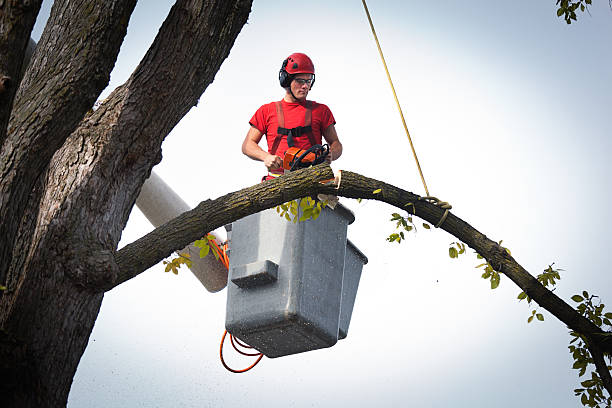Professional Tree Services in New Milford, NJ